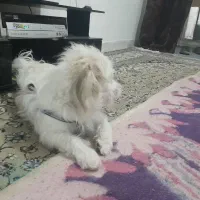 سگ گمشده