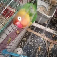 فروش عروس هلندی و طوطی برزیلی|پرنده|رشت, جانبازان|دیوار