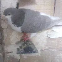 کبوتر ساده|پرنده|فیروزه, |دیوار