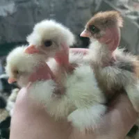 جوجه مرغ گلپایگان ۷ روزه و جوجه بوقلمون ۷ روزه