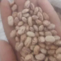 خرده لوبیا چیتی و کاه لوبیاچیتی