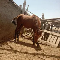 اسب مادیون8ماهه