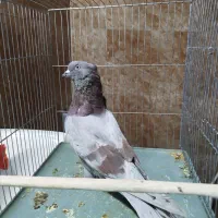 یک کبوتر پرشی خوب