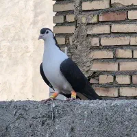 ساده سیاه پاک پرشی