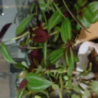 گل ناز|گل و گیاه طبیعی|خرمدره, |دیوار