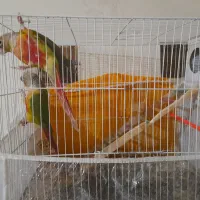 گرینچیک نر و ماده سالم|پرنده|مشهد, شهید فرامرز عباسی|دیوار