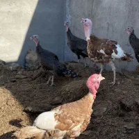 بوقلمون غاز محلی خروس