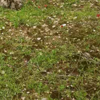 ۱هکتار زمین کشاورزی(قلعه قاضی)