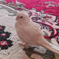 عروس هلندی آلبینو