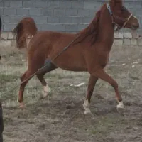 زیبا ، جوان