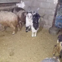 بیگ داشتی|حیوانات مزرعه|مسجد سلیمان, |دیوار