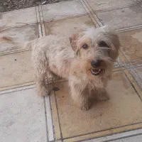 سگ پاکوتاه|سگ|چناران, |دیوار