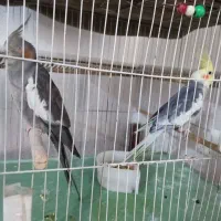 یه جفت عروس هلندی مولدکشیده و اماده سالم و شیطون
