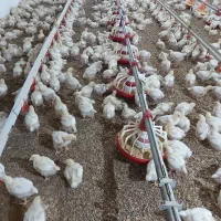 فروش یک واحد مرغداری پرورش گوشتی ۳۹۰۰۰سند تک برگ|فروش دفتر صنعتی، کشاورزی، تجاری|رشت, امین الضرب|دیوار