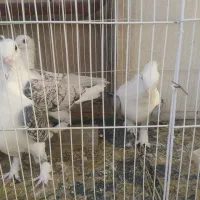 معاوضه با گوشی