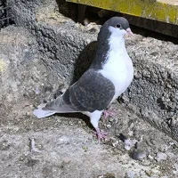 اشعل سرخ خال سیاه /شهری قهوه‌ای ماده|پرنده|خرمشهر, |دیوار