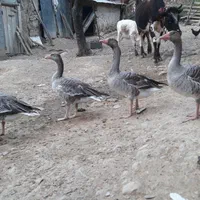 غاز دورگ هوایی