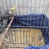 عروس هلندی نر در حال پر ریزی هستش