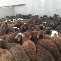 بره دورگ شال