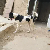 سگ قدر جونی