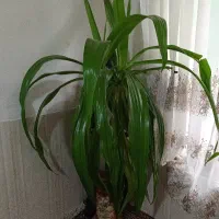 فروش دو عدد گل طبیعی بزرگ