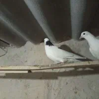 کبوتر پرشی|پرنده|سراب, |دیوار