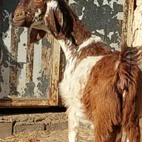 دو راس بز افغان آبستن سر مایه