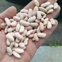 فروش حبوبات خرده|خوردنی و آشامیدنی|رشت, انصاری|دیوار