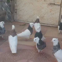 طوقی پا لخت|پرنده|ابریشم, |دیوار