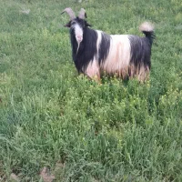 مال درجه یک قیمت تماس بیگرد|حیوانات مزرعه|شهرکرد, |دیوار