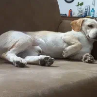 سگ نژاد اشپیتز واگذاری رایگان