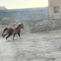 اسب|اسب و تجهیزات اسب‌سواری|اراک, |دیوار