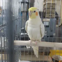 عروس هلندی|پرنده|ری, جوانمرد قصاب|دیوار