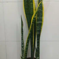 سانسوریا شمشیری ابلق در بندرعباس|گل و گیاه طبیعی|بندرعباس, |دیوار