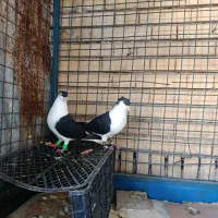 کبوتر  دوبالی