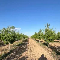 باغ میوه آب برق سند نگهبان شاهنامه گوارشک شرایطی