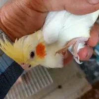 جوجه عروس هلندی لوتینو رفسنجان