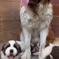 سگ سنتبرنارد ماده بالغ