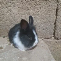 فروش خرگوش|موش و خرگوش|شهرکرد, |دیوار