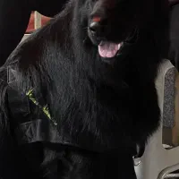 ژرمن بلک نر واگذاری به شرط