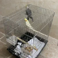 عروس هلندی جفت سخنگو|پرنده|حمیدیا, |دیوار