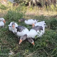 فروش فوری غاز|حیوانات مزرعه|روانسر, |دیوار