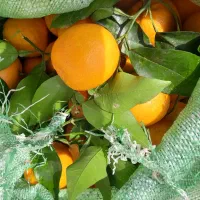 نارنج تازه وابدار