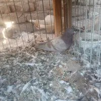 کفتر|پرنده|کاشان, کوچه باسکول|دیوار