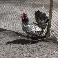 دوعدد خروس مینیاتوری زیبا