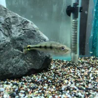 دو عدد پیکاک اسلاریس و یه دراگون خالص