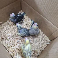 جوجه عروس هلندی|پرنده|پاکدشت, پاکدشت (مامازند)|دیوار