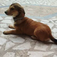 سگ ماده