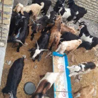 بزغاله نر|حیوانات مزرعه|پلدختر, |دیوار