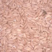 گندم